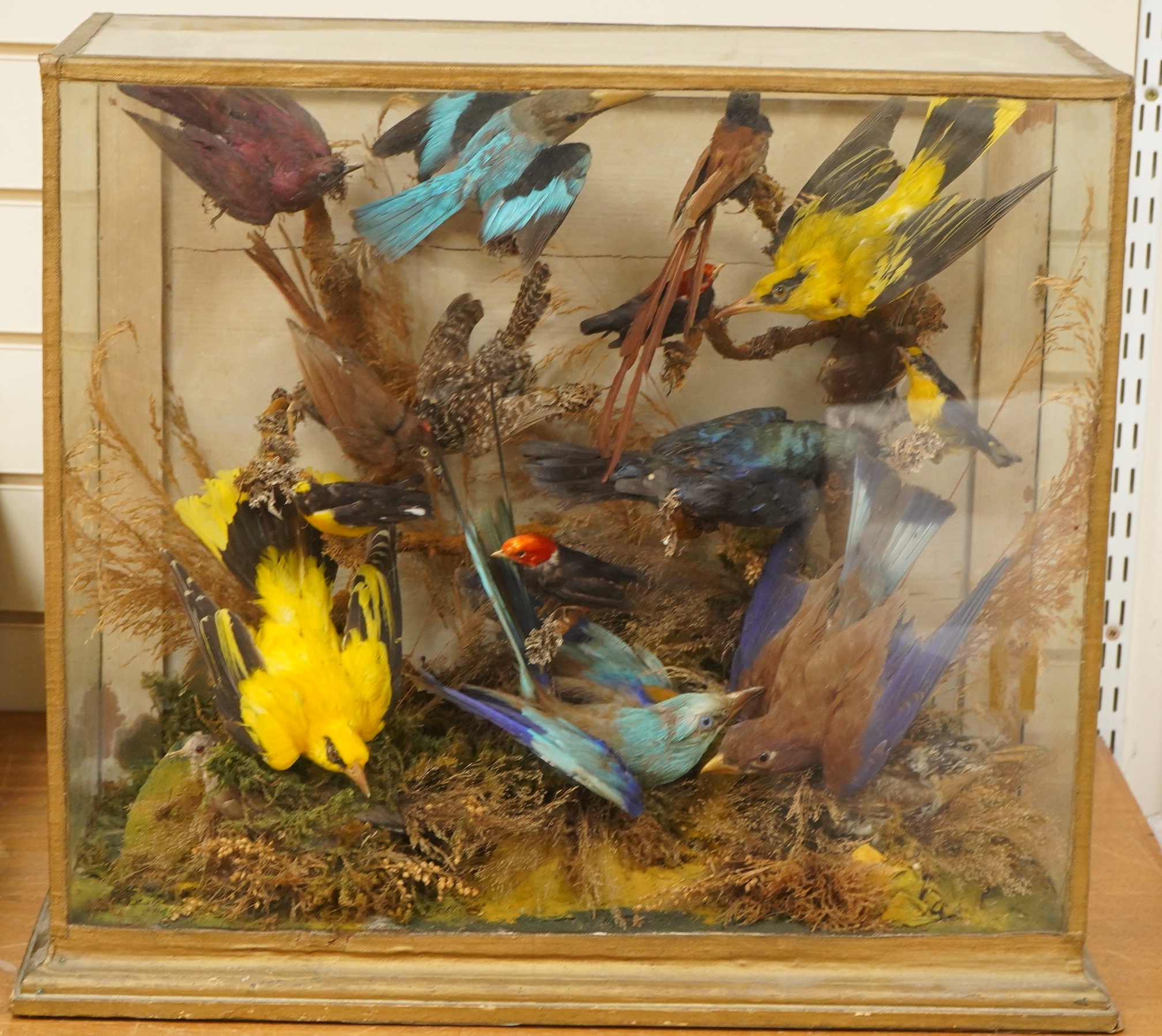A Victorian taxidermy display of exotic birds including a Golden Oriole, a Californian Scrub Jay, a Red-capped Manakin, etc., contained within a glazed case, 52cm high, 61cm wide, 27cm deep